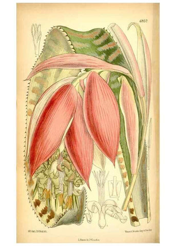 Reproducción/Reproduction 35416724735: Curtis's botanical magazine.. London ; New York [etc.] :Academic Press [etc.]