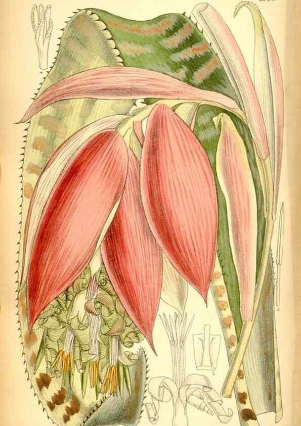 Reproducción/Reproduction 35416724735: Curtis's botanical magazine.. London ; New York [etc.] :Academic Press [etc.]