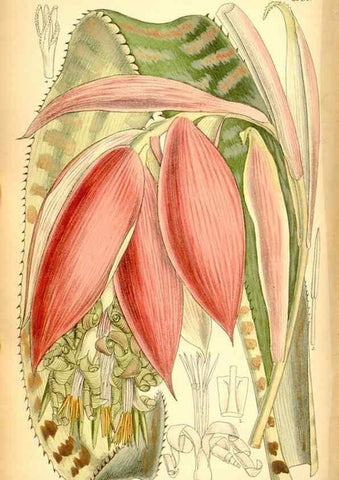Reproducción/Reproduction 35416724735: Curtis's botanical magazine.. London ; New York [etc.] :Academic Press [etc.]