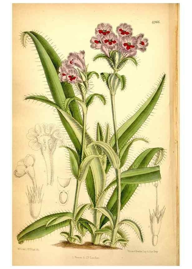 Reproducción/Reproduction 34574982894: Curtis's botanical magazine.. London ; New York [etc.] :Academic Press [etc.]