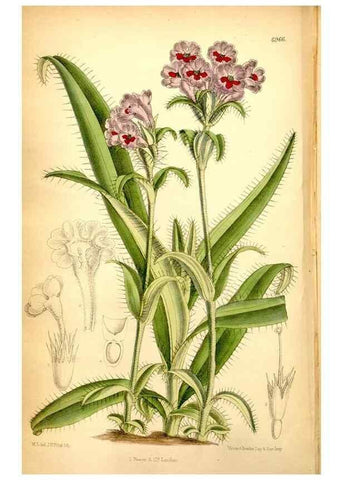 Reproducción/Reproduction 34574982894: Curtis's botanical magazine.. London ; New York [etc.] :Academic Press [etc.]
