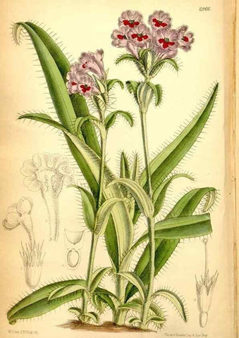 Reproducción/Reproduction 34574982894: Curtis's botanical magazine.. London ; New York [etc.] :Academic Press [etc.]