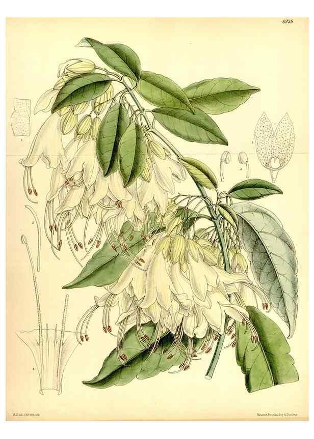 Reproducción/Reproduction 35029683250: Curtis's botanical magazine.. London ; New York [etc.] :Academic Press [etc.]