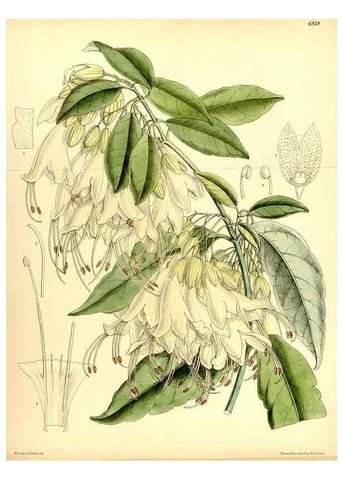 Reproducción/Reproduction 35029683250: Curtis's botanical magazine.. London ; New York [etc.] :Academic Press [etc.]