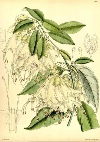 Reproducción/Reproduction 35029683250: Curtis's botanical magazine.. London ; New York [etc.] :Academic Press [etc.]