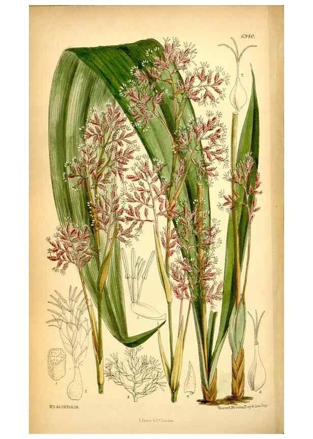 Reproducción/Reproduction 35029686920: Curtis's botanical magazine.. London ; New York [etc.] :Academic Press [etc.]