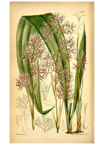 Reproducción/Reproduction 35029686920: Curtis's botanical magazine.. London ; New York [etc.] :Academic Press [etc.]