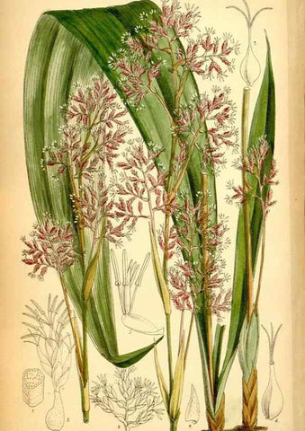 Reproducción/Reproduction 35029686920: Curtis's botanical magazine.. London ; New York [etc.] :Academic Press [etc.]