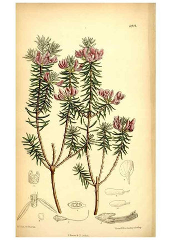 Reproducción/Reproduction 35029689530: Curtis's botanical magazine.. London ; New York [etc.] :Academic Press [etc.]