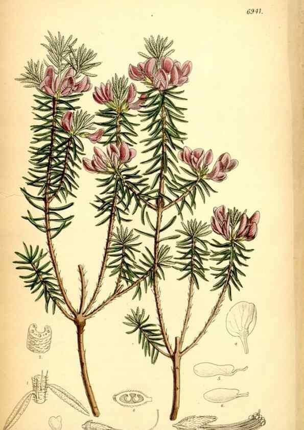 Reproducción/Reproduction 35029689530: Curtis's botanical magazine.. London ; New York [etc.] :Academic Press [etc.]