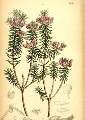 Reproducción/Reproduction 35029689530: Curtis's botanical magazine.. London ; New York [etc.] :Academic Press [etc.]
