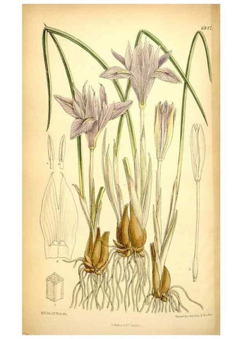 Reproducción/Reproduction 35029691920: Curtis's botanical magazine.. London ; New York [etc.] :Academic Press [etc.]