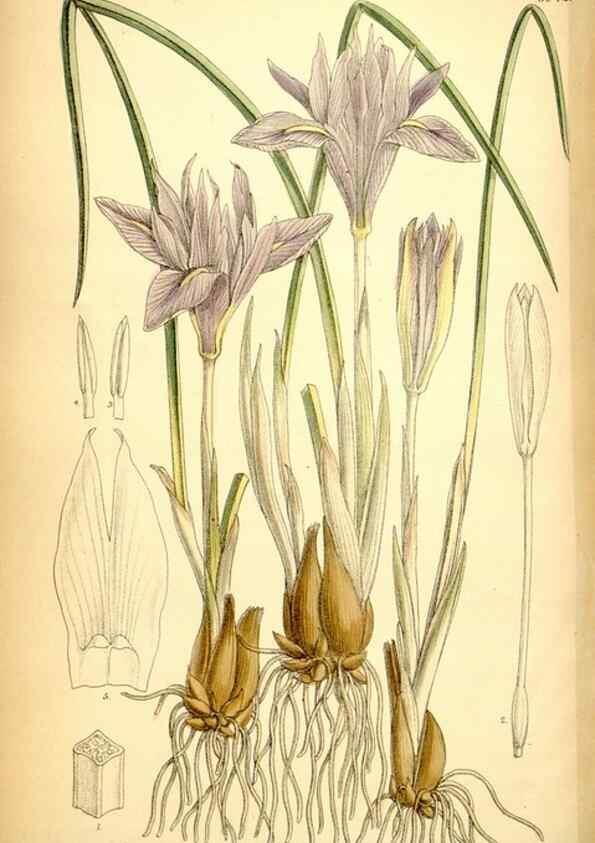 Reproducción/Reproduction 35029691920: Curtis's botanical magazine.. London ; New York [etc.] :Academic Press [etc.]