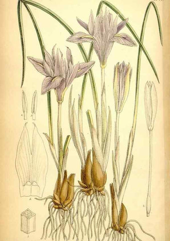 Reproducción/Reproduction 35029691920: Curtis's botanical magazine.. London ; New York [etc.] :Academic Press [etc.]