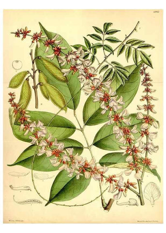 Reproducción/Reproduction 35029693960: Curtis's botanical magazine.. London ; New York [etc.] :Academic Press [etc.]