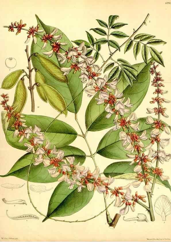Reproducción/Reproduction 35029693960: Curtis's botanical magazine.. London ; New York [etc.] :Academic Press [etc.]