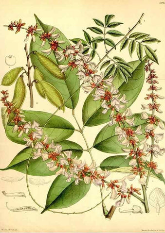 Reproducción/Reproduction 35029693960: Curtis's botanical magazine.. London ; New York [etc.] :Academic Press [etc.]