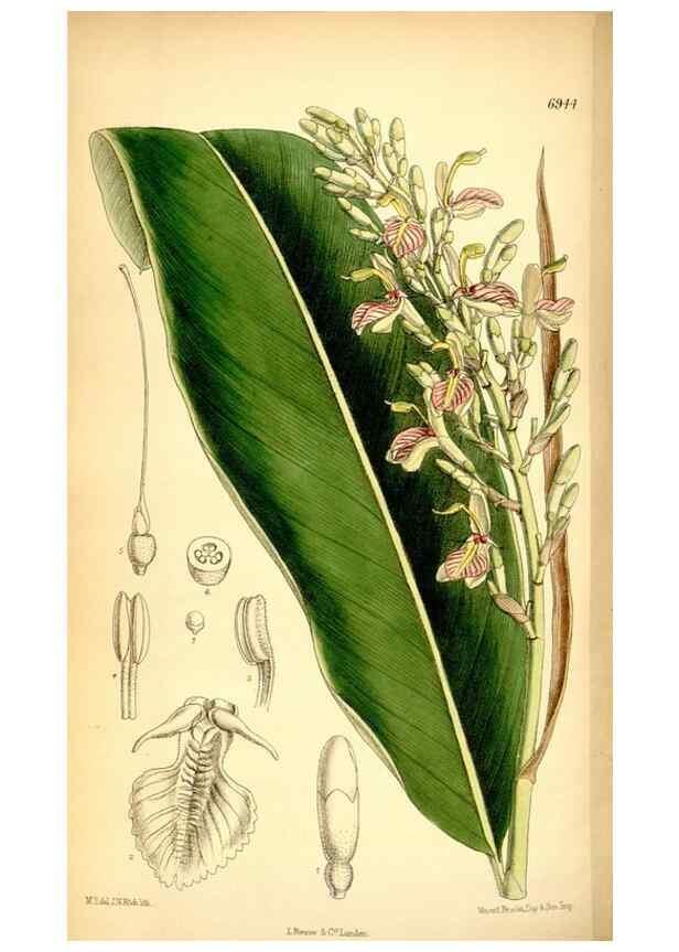 Reproducción/Reproduction 35029696310: Curtis's botanical magazine.. London ; New York [etc.] :Academic Press [etc.]