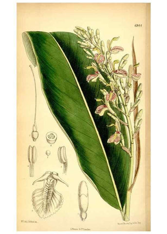 Reproducción/Reproduction 35029696310: Curtis's botanical magazine.. London ; New York [etc.] :Academic Press [etc.]