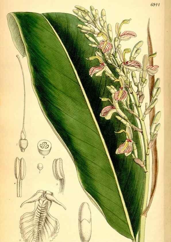 Reproducción/Reproduction 35029696310: Curtis's botanical magazine.. London ; New York [etc.] :Academic Press [etc.]