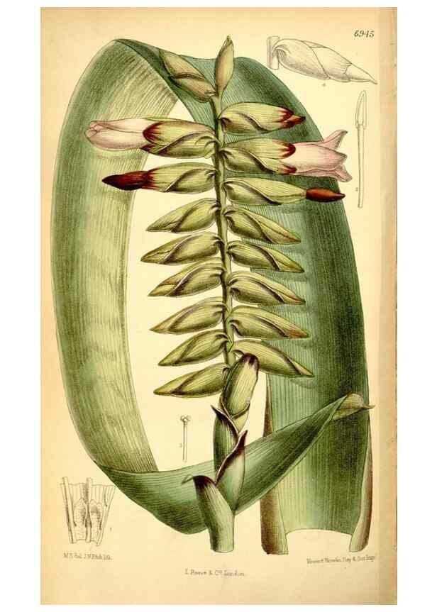 Reproducción/Reproduction 35287082381: Curtis's botanical magazine.. London ; New York [etc.] :Academic Press [etc.]