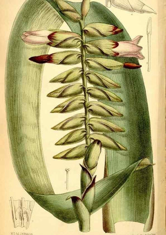 Reproducción/Reproduction 35287082381: Curtis's botanical magazine.. London ; New York [etc.] :Academic Press [etc.]