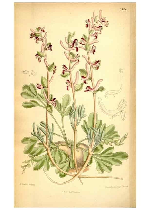 Reproducción/Reproduction 35287086451: Curtis's botanical magazine.. London ; New York [etc.] :Academic Press [etc.]