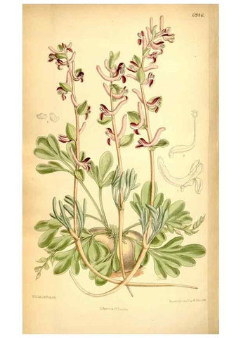 Reproducción/Reproduction 35287086451: Curtis's botanical magazine.. London ; New York [etc.] :Academic Press [etc.]