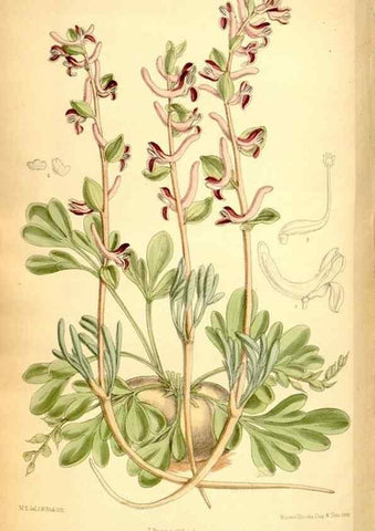 Reproducción/Reproduction 35287086451: Curtis's botanical magazine.. London ; New York [etc.] :Academic Press [etc.]