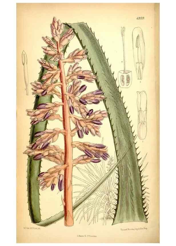 Reproducción/Reproduction 35029684490: Curtis's botanical magazine.. London ; New York [etc.] :Academic Press [etc.]