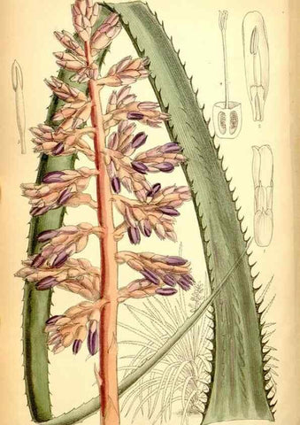 Reproducción/Reproduction 35029684490: Curtis's botanical magazine.. London ; New York [etc.] :Academic Press [etc.]