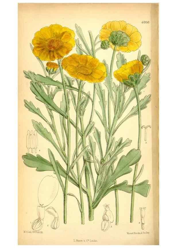 Reproducción/Reproduction 34574911224: Curtis's botanical magazine.. London ; New York [etc.] :Academic Press [etc.]