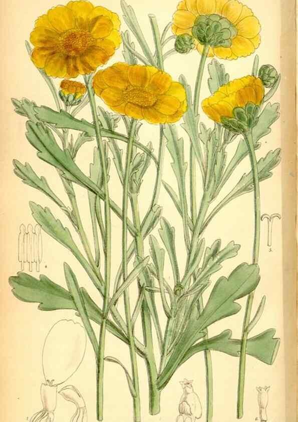 Reproducción/Reproduction 34574911224: Curtis's botanical magazine.. London ; New York [etc.] :Academic Press [etc.]