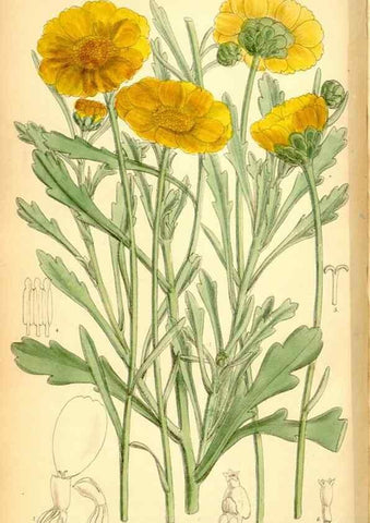 Reproducción/Reproduction 34574911224: Curtis's botanical magazine.. London ; New York [etc.] :Academic Press [etc.]