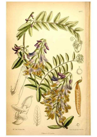 Reproducción/Reproduction 34574983894: Curtis's botanical magazine.. London ; New York [etc.] :Academic Press [etc.]