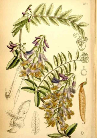 Reproducción/Reproduction 34574983894: Curtis's botanical magazine.. London ; New York [etc.] :Academic Press [etc.]