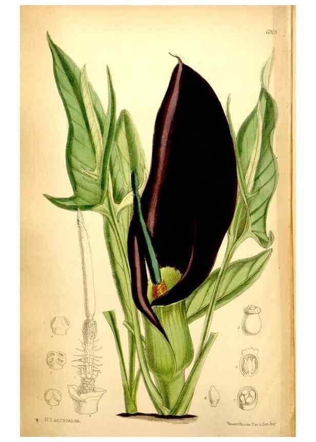 Reproducción/Reproduction 35377397366: Curtis's botanical magazine.. London ; New York [etc.] :Academic Press [etc.]