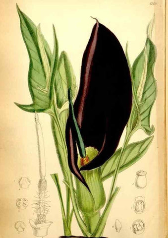 Reproducción/Reproduction 35377397366: Curtis's botanical magazine.. London ; New York [etc.] :Academic Press [etc.]