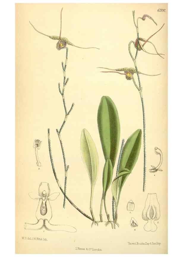 Reproducción/Reproduction 35306401551: Curtis's botanical magazine.. London ; New York [etc.] :Academic Press [etc.]
