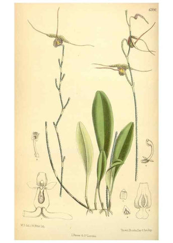 Reproducción/Reproduction 35306401551: Curtis's botanical magazine.. London ; New York [etc.] :Academic Press [etc.]