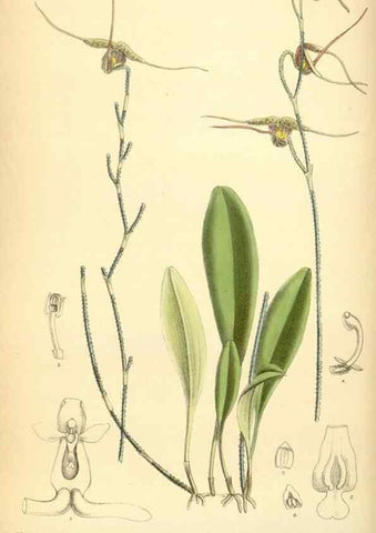 Reproducción/Reproduction 35306401551: Curtis's botanical magazine.. London ; New York [etc.] :Academic Press [etc.]