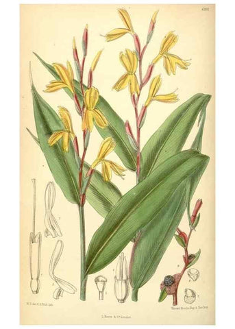 Reproducción/Reproduction 34594113674: Curtis's botanical magazine.. London ; New York [etc.] :Academic Press [etc.]