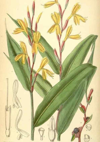 Reproducción/Reproduction 34594113674: Curtis's botanical magazine.. London ; New York [etc.] :Academic Press [etc.]