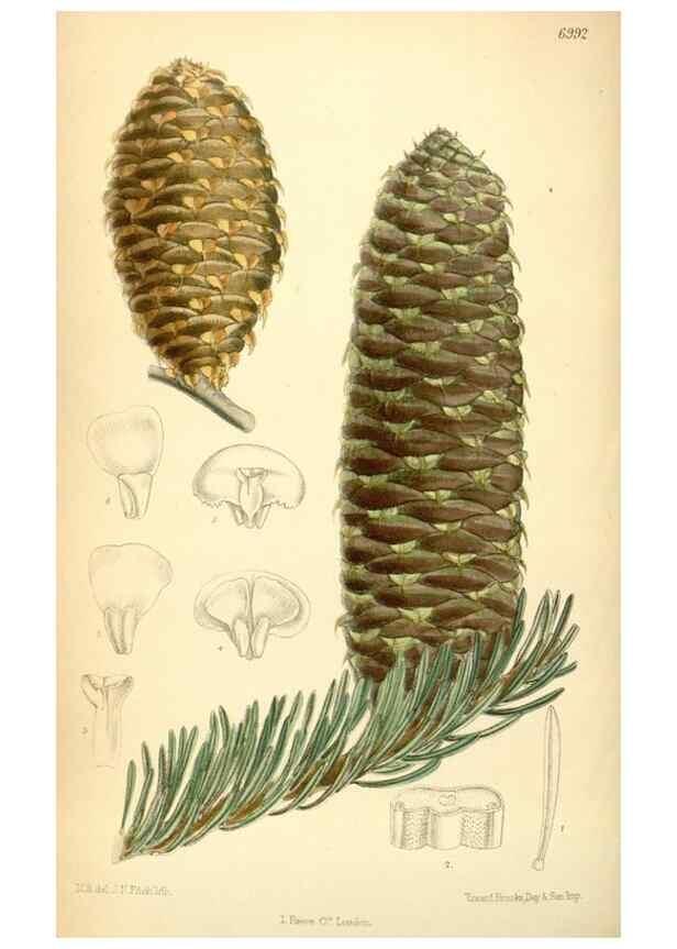 Reproducción/Reproduction 35306406321: Curtis's botanical magazine.. London ; New York [etc.] :Academic Press [etc.]