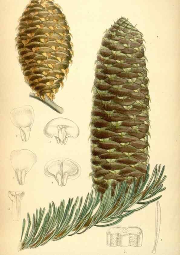 Reproducción/Reproduction 35306406321: Curtis's botanical magazine.. London ; New York [etc.] :Academic Press [etc.]