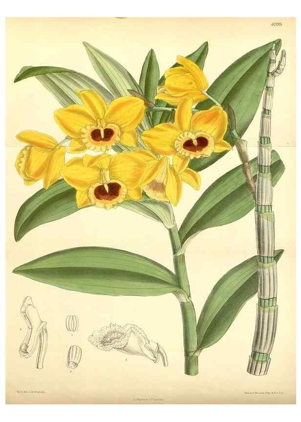 Reproducción/Reproduction 35048852630: Curtis's botanical magazine.. London ; New York [etc.] :Academic Press [etc.]