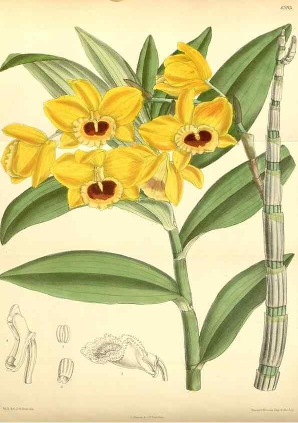 Reproducción/Reproduction 35048852630: Curtis's botanical magazine.. London ; New York [etc.] :Academic Press [etc.]