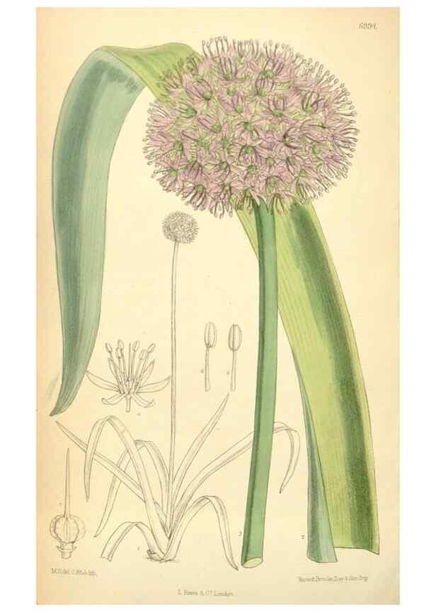 Reproducción/Reproduction 34626026333: Curtis's botanical magazine.. London ; New York [etc.] :Academic Press [etc.]