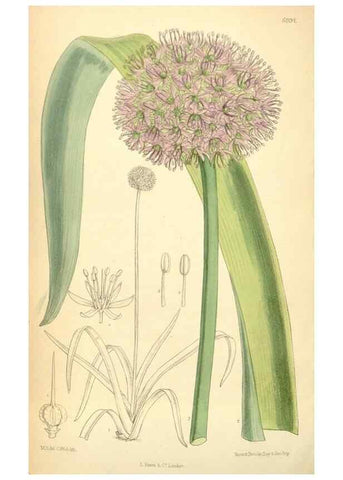 Reproducción/Reproduction 34626026333: Curtis's botanical magazine.. London ; New York [etc.] :Academic Press [etc.]