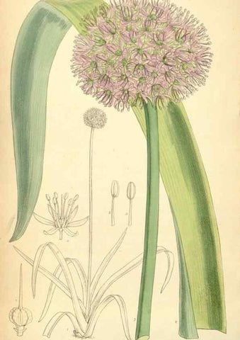 Reproducción/Reproduction 34626026333: Curtis's botanical magazine.. London ; New York [etc.] :Academic Press [etc.]